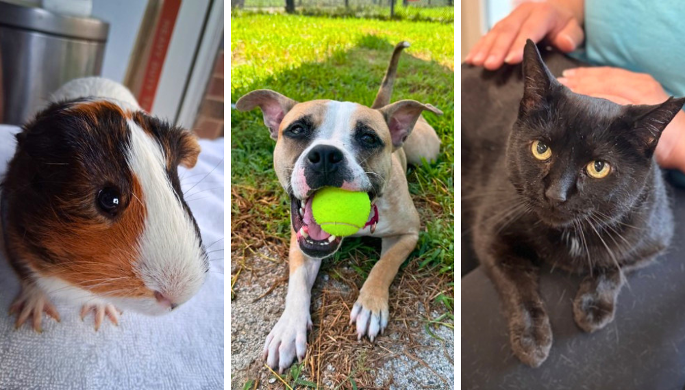 Animals available for adoption at Fairfax County animal shelters, including guinea pigs, dogs and cats.