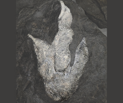 A dinosaurs fossil footprint. 