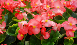 Pink blooming begonias. 