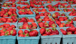 Ripe strawberries in blue cartons at a Fairfax County farmers market.
