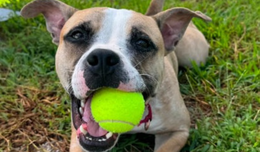 A tan colored dog named Bookmark with a tennis ball in its mouth. Bookmark is available for adoption at Fairfax County animal shelter.