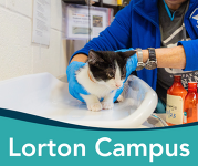 A cat is held on a vet table to prepare for a vaccine. 