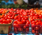 Cherry tomatoes in cartons at a farmers market. 