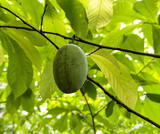 A green paw-paw hanging from a tree. 