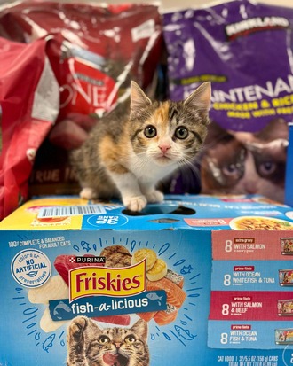 A kitten stands on a box of Friskie's cat food. 