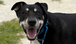 A smiling black and white dog that's available for adoption at our Lorton campus.