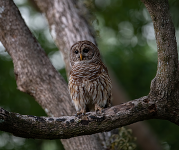 A barred owl on a tree branch.