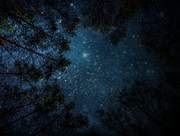 photo of dark dky with stars and tops of trees