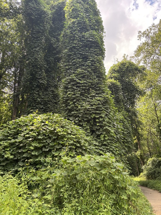 kudzu