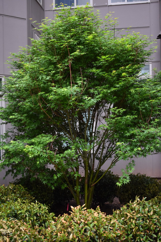 Tree in apartment complex