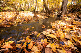 Fall