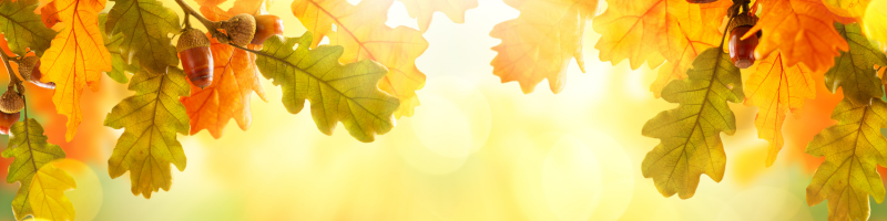 Hojas de otoño