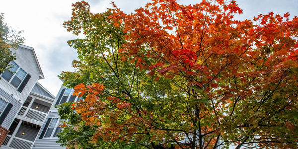 fall foliage trees