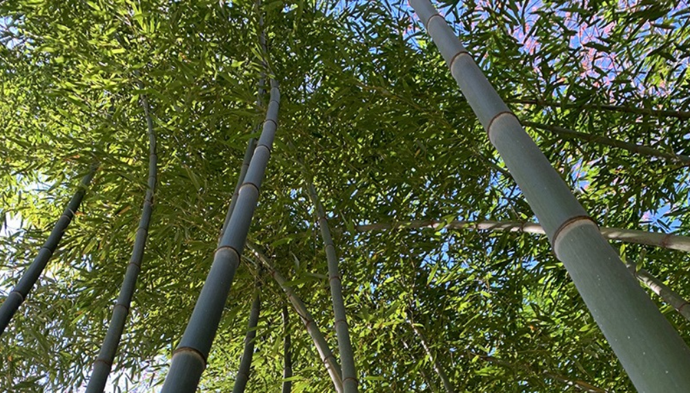 Tall bamboo plants, an invasive species, against a blue sky.
