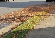 Leaf Pile