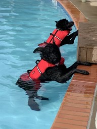 Annual Dog Swim at Ida Lee