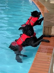 Dog Swim