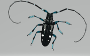 Asian Longhorned Beetle