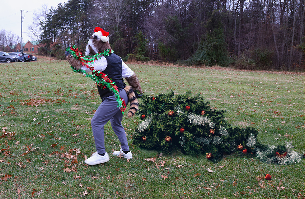 Trashy the Racoon carrying a Christmas Tree