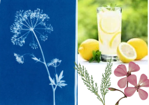 Cyanotype, a glass of iced tea, and pressed flowers
