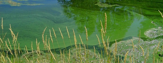 Green algal bloom is shown swirling and clumping along the bank in otherwise clean blue water of an inland lake.