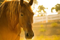 A closeup of a horse's neck and head with a field or meadow in the background.