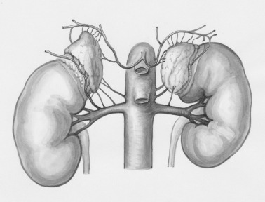 A grey scale drawing of the kidneys