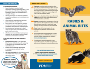 Image of featured trifold rabies education brochure, featuring photograph of racoon