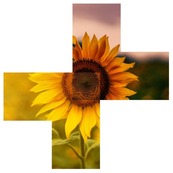 TTAP image