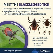 Blacklegged Tick