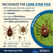 Lone Star Tick