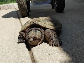 Turtle on pavement