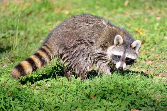 Raccoon II