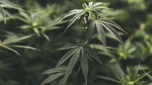 Cannabis