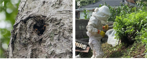 northern giant hornets around nest entrance in tree and a person wearing a hornet suit holding a bug catching net