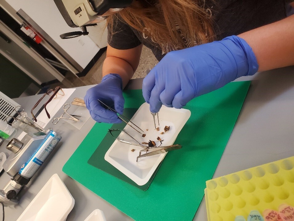 Staff examining a hornet to analyze gut microbiome