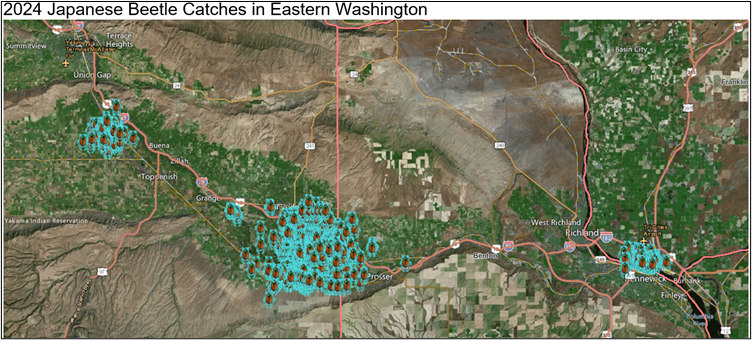 A map showing Japanese beetle catches from 2024 in Eastern Washington. Catches are found around Wapato, Mabton, Sunnyside, Grandview, and Pasco.