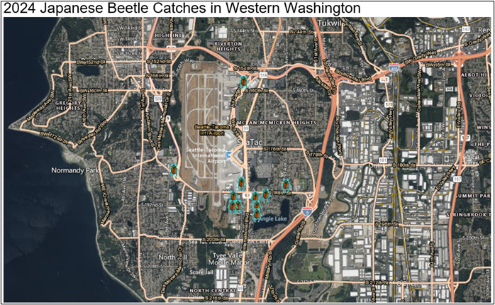 A map showing Japanese beetle catches from 2024 in Western Washington. Catches are found SeaTac near Angle Lake.