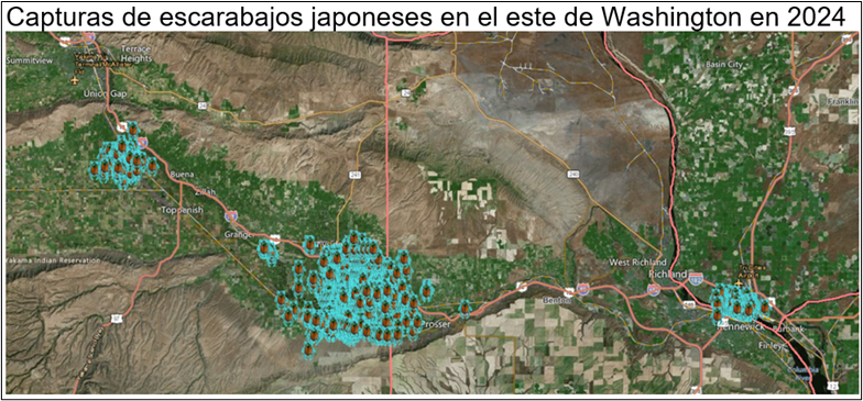 Mapa que muestra las capturas de escarabajo japonés en 2024 en los alrededores de Wapato, Mabton, Sunnyside, Grandview y Pasco.