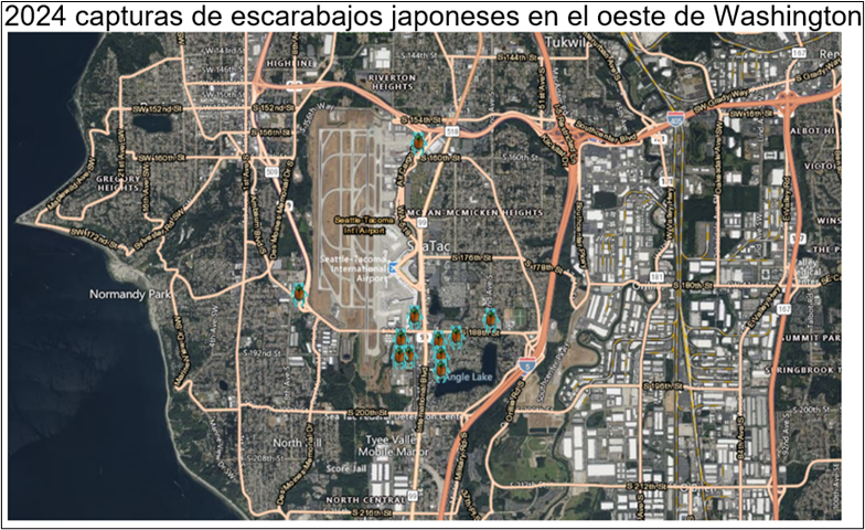 Mapa que muestra las capturas de escarabajo japonés en 2024 en el oeste de Washington. Las capturas se encuentran en SeaTac, cerca del lago Angle.