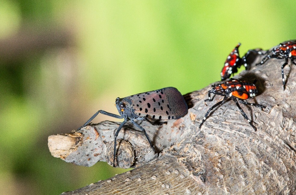 spotted lanternfly adult and nymphs on a branch