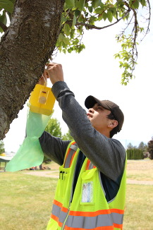 WSDA trapper hanging a Japanese beetle trap from a tree