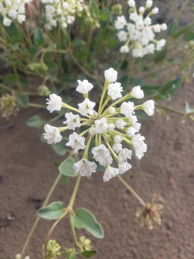 white blooms of white sand verbena