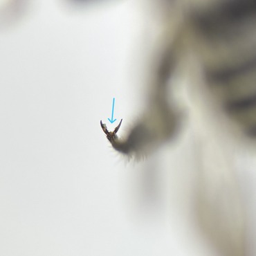 Megachile tarsal claws shown lacking an arolium