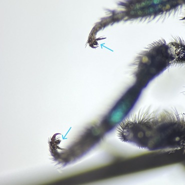 Osmia tarsal claws with an arolium between each set of claws