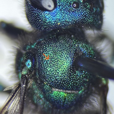 Osmia parapsidal region, shown lacking a linear parapsidal line