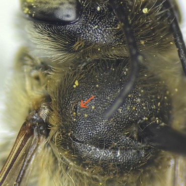 Linear parapsidal line of male Megachile