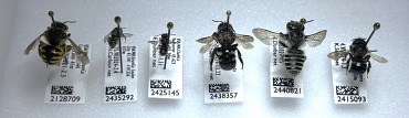 Representatives of the family Megachilidae