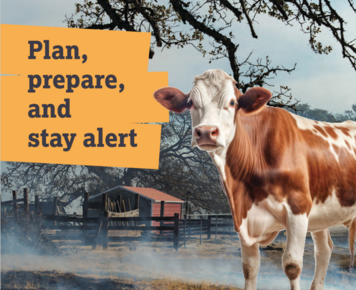 cow standing in front of smoke 