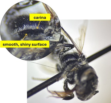 mesepisternal carina of ashmeadiella